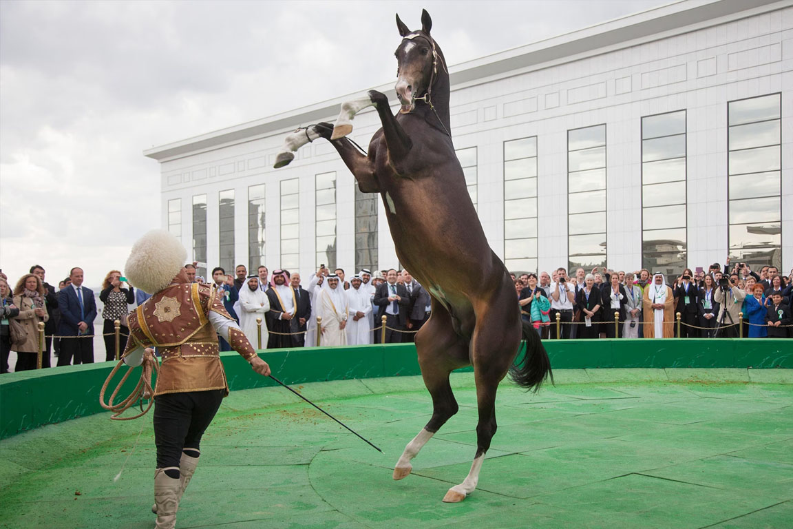 Akhal Teke Horses