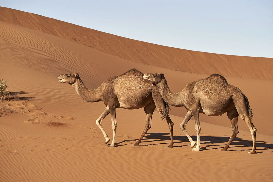 Camel Market